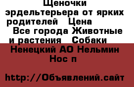 Щеночки эрдельтерьера от ярких родителей › Цена ­ 25 000 - Все города Животные и растения » Собаки   . Ненецкий АО,Нельмин Нос п.